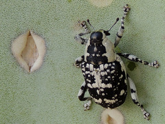 Peltophorus polymitus