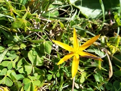 Pauridia serrata serrata