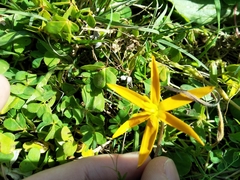 Pauridia serrata serrata