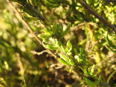 Limbarda crithmoides longifolia