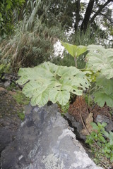 Gunnera mexicana