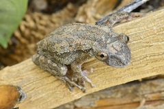 Greening's Frog photo 3