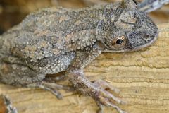 Greening's Frog photo 2
