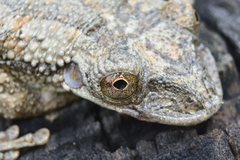 Greening's Frog photo 1
