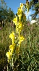 Linaria dalmatica dalmatica