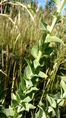 Linaria dalmatica dalmatica