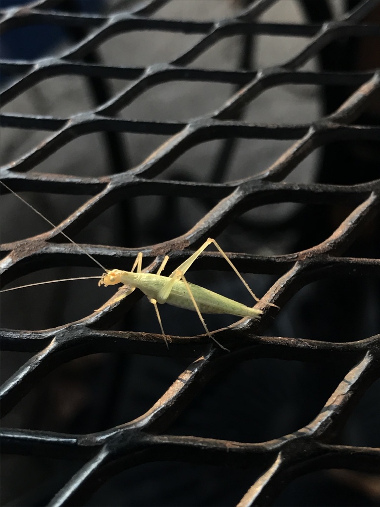 common-tree-crickets-from-44th-pl-lyons-il-us-on-august-26-2020-at