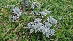 Crossostephium chinense