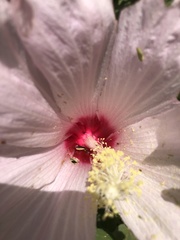 Hibiscus laevis