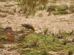 Sicalis uropygialis