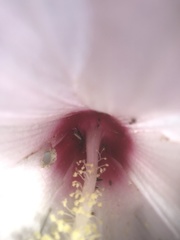 Hibiscus laevis