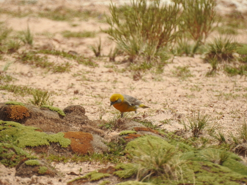 Bright-rumped Yellow Finch (Sicalis uropygialis), photo 6