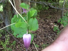 Clematis pitcheri