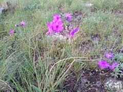 Mirabilis melanotricha
