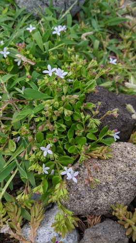 Leptopetalum strigulosum