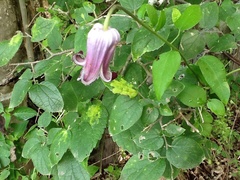 Clematis pitcheri