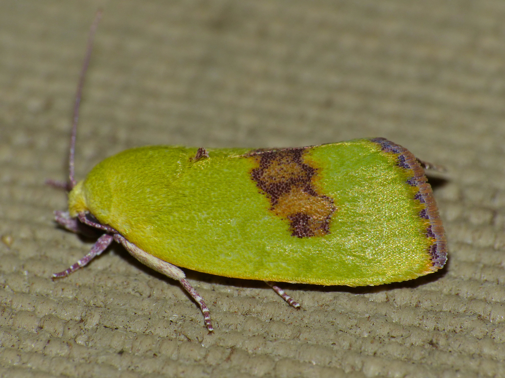 Spiny Bollworm