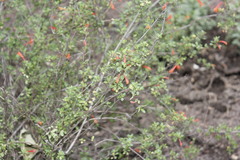 Clinopodium mexicanum