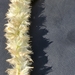 Cyphocarpa angustifolia - Photo (c) Lisa Schwarz, algunos derechos reservados (CC BY-NC), subido por Lisa Schwarz