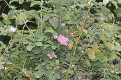 Rosa centifolia