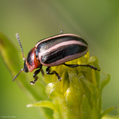 Calligrapha californica coreopsivora