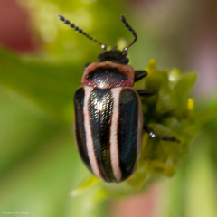 Calligrapha californica coreopsivora