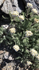Achillea nana
