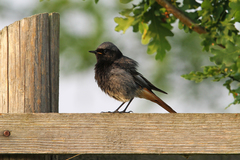 Phoenicurus ochruros gibraltariensis