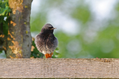 Phoenicurus ochruros gibraltariensis