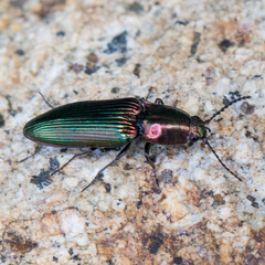 Nitidolimonius resplendens