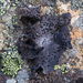 Greater Salted Rocktripe Lichen - Photo (c) Ken-ichi Ueda, some rights reserved (CC BY), uploaded by Ken-ichi Ueda