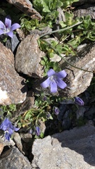 Campanula cenisia