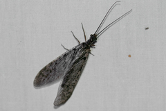 Protochauliodes spenceri
