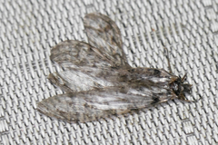 Protochauliodes spenceri