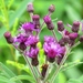 Missouri Ironweed - Photo (c) Jeff Skrentny, some rights reserved (CC BY-NC), uploaded by Jeff Skrentny