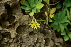 Crepidiastrum lanceolatum