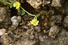 Crepidiastrum lanceolatum