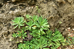 Crepidiastrum lanceolatum
