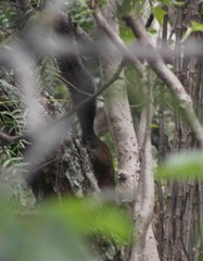 Sciurus aureogaster nigrescens