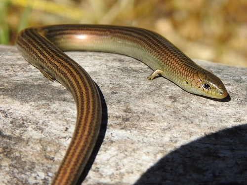 Western Three-toed Skink