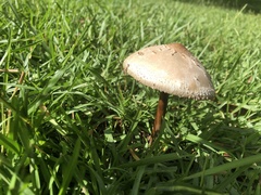 Chlorophyllum molybdites image