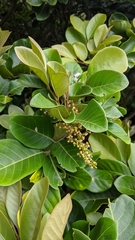 Aglaia rimosa
