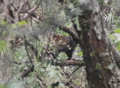 Sciurus aureogaster nigrescens