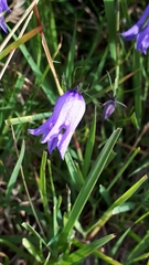 Campanula excisa