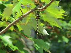 Macromia