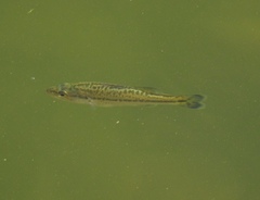 Micropterus salmoides