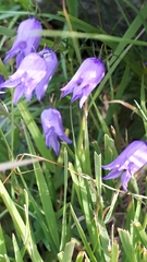 Campanula excisa