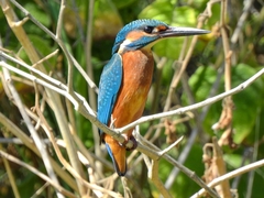 Alcedo atthis ispida
