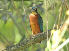 Alcedo atthis ispida