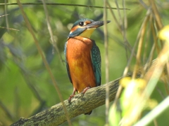Alcedo atthis ispida